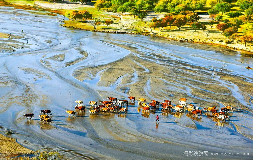 牛过河