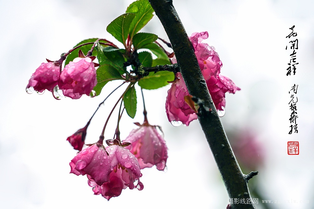 花开吉祥