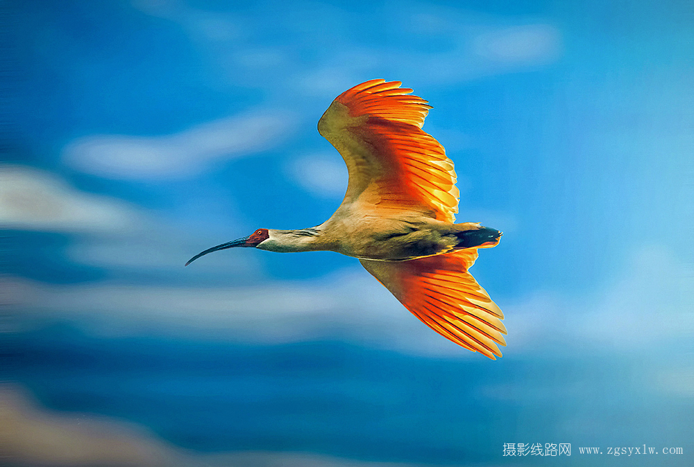 朱鹮飞翔