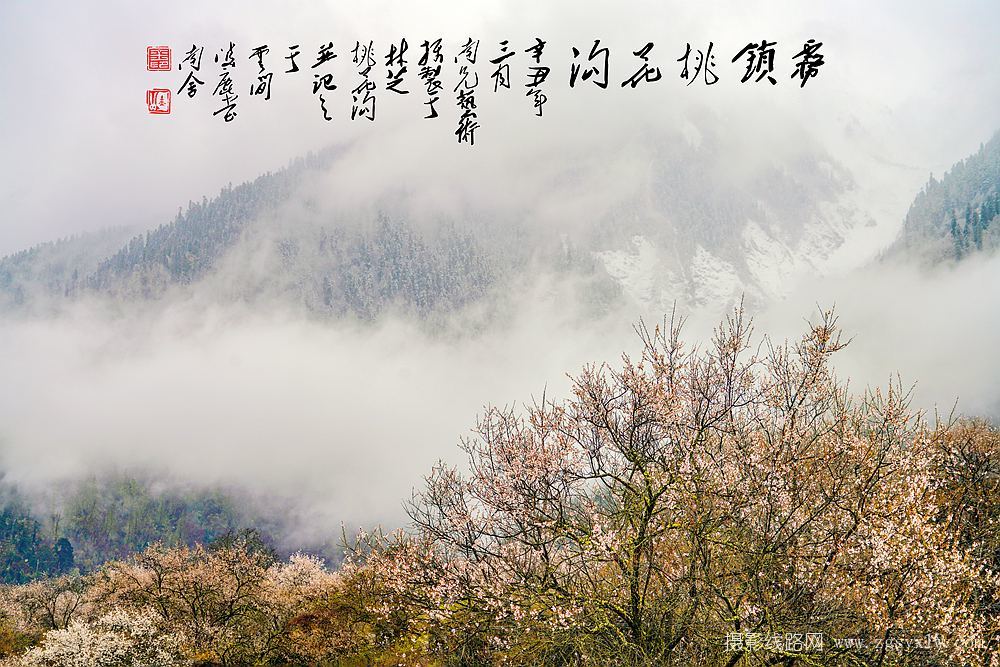 雪域桃花