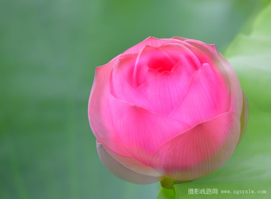 含苞待放
