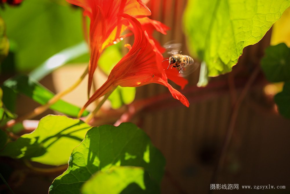 蜂花恋