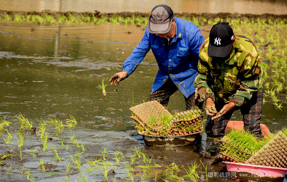 抛秧种水稻