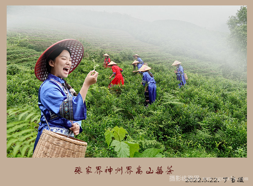 张家界神州界高山莓茶