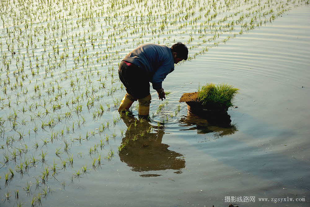 水田插秧
