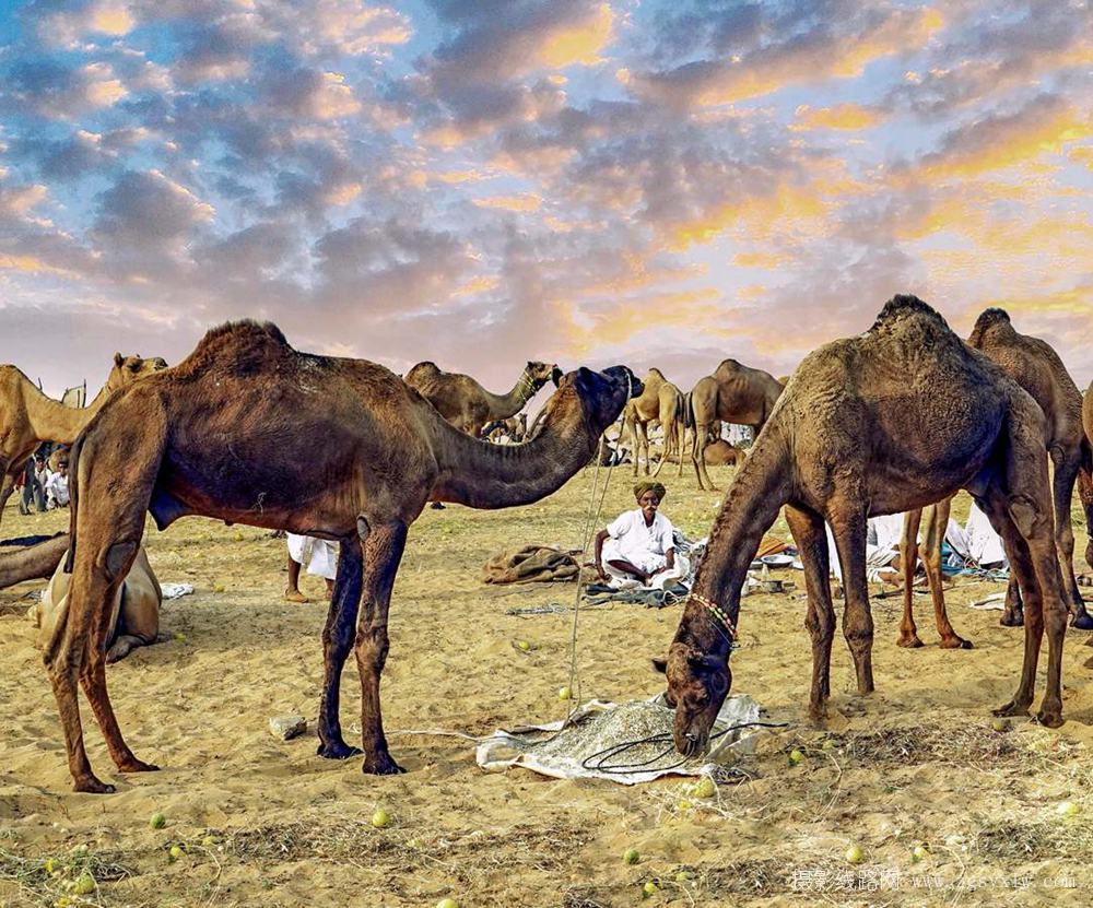 走进骆驼市场       