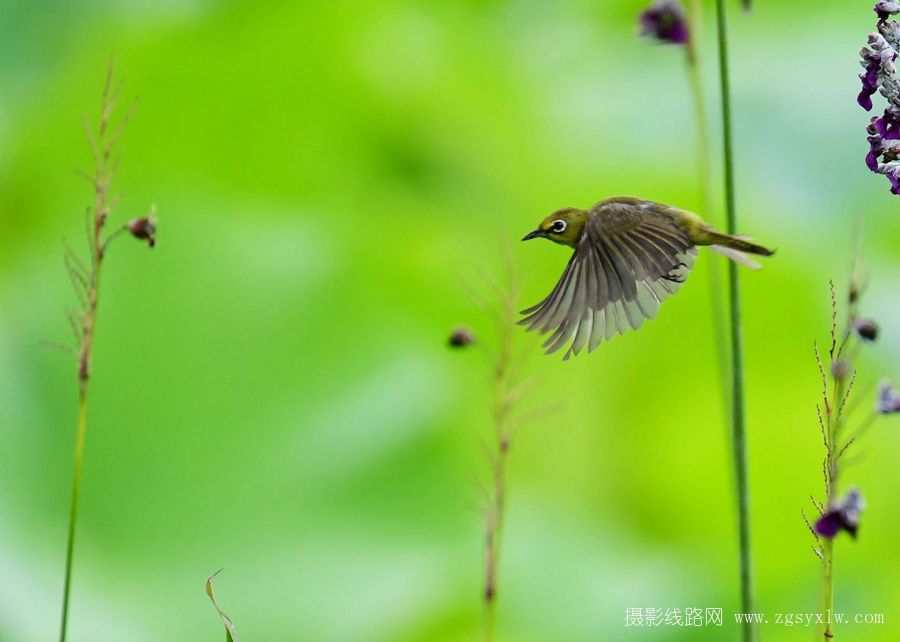 小鸟在前面带路