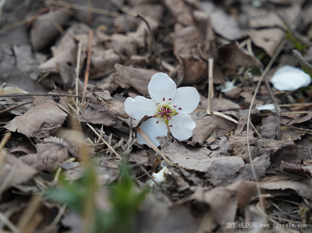 化作春泥更护花