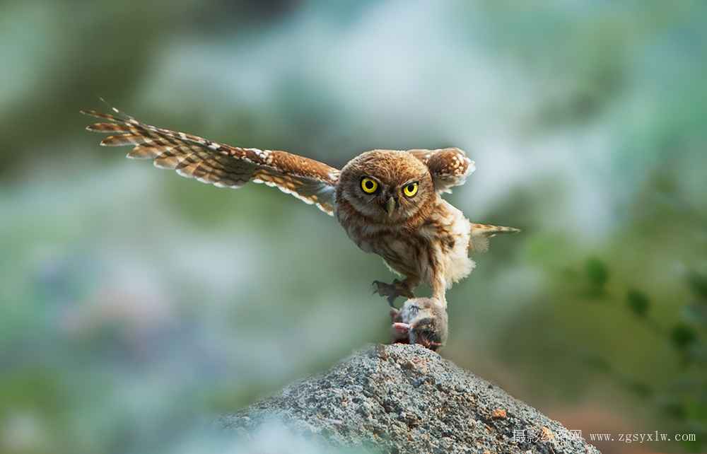    【一展雄风】纵纹腹小鸮     