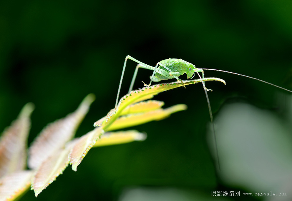 昆虫小品-螽斯