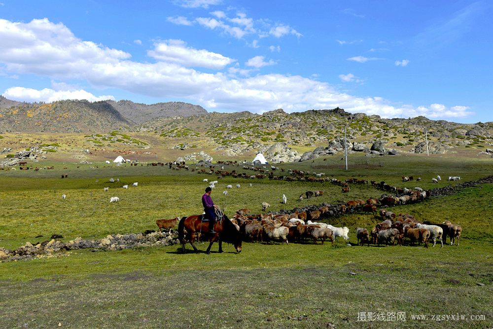 漫山遍野马.牛.羊