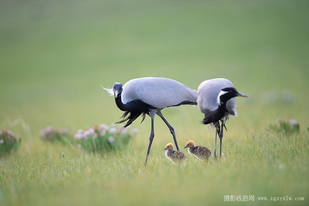 蓑羽鹤