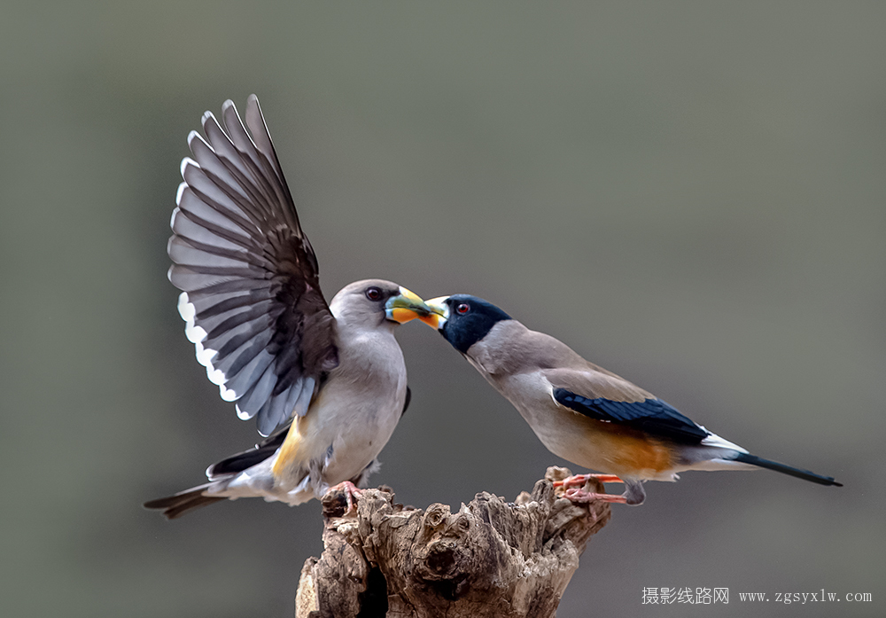 亲昵  蜡嘴雀
