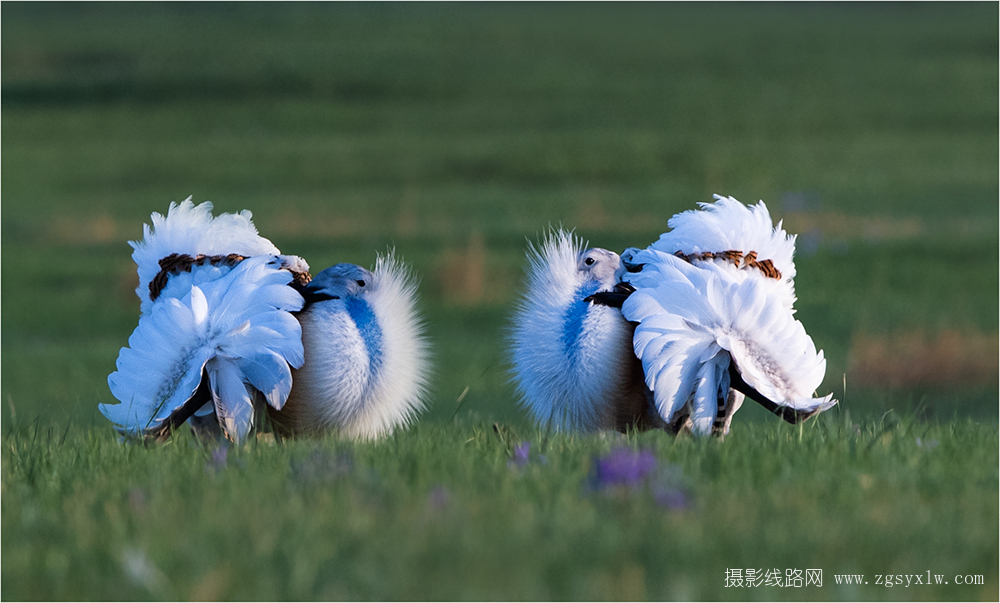 马兰花开