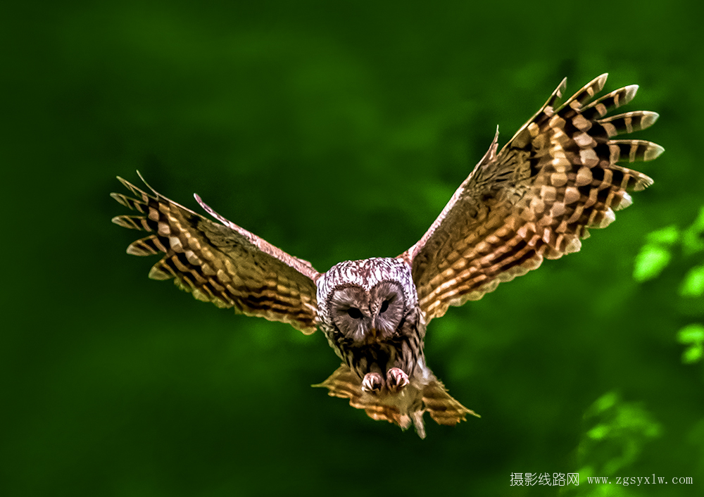 长尾林鸮