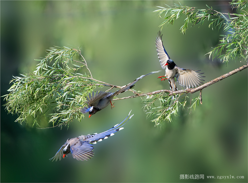 红嘴蓝鹊