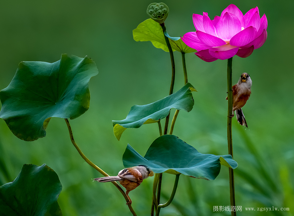 震旦鸦雀