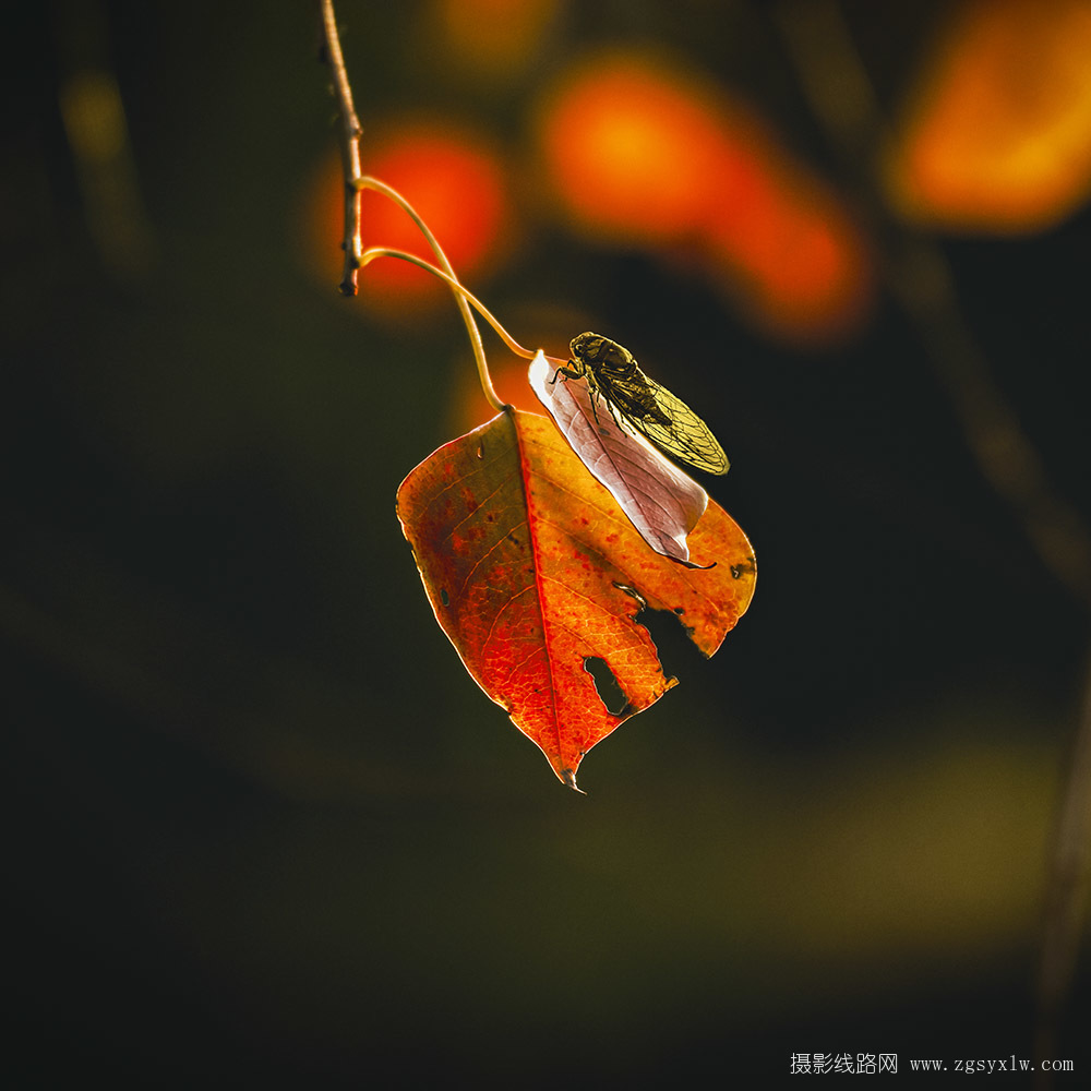 秋蝉