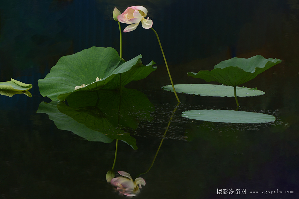荷塘秋韵
