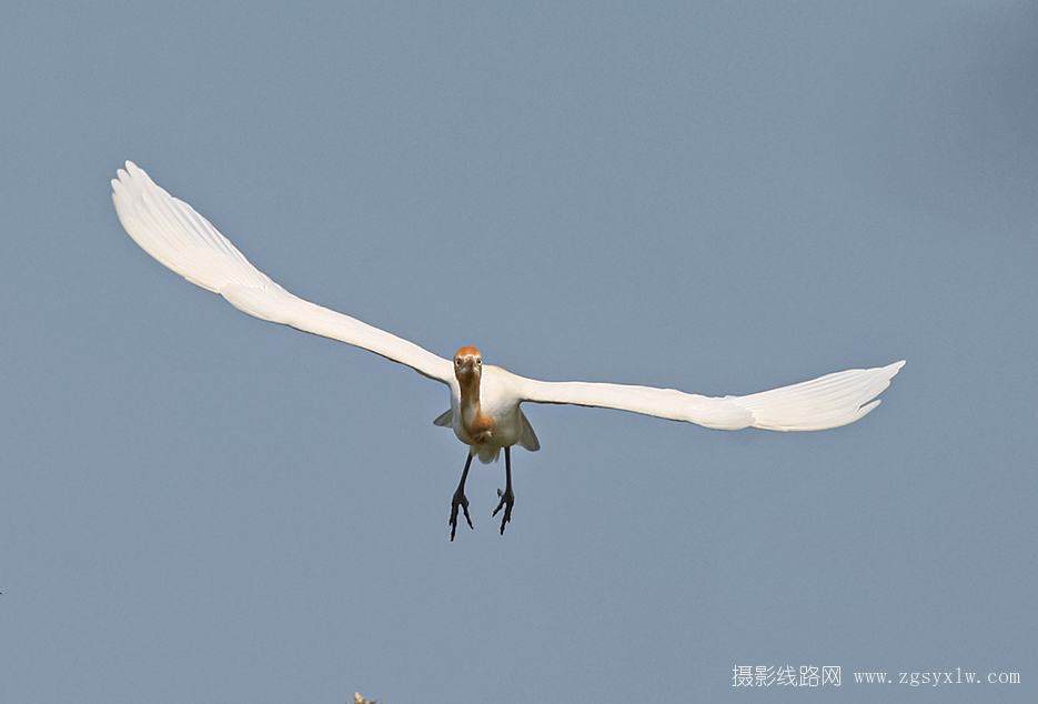 牛背鹭 