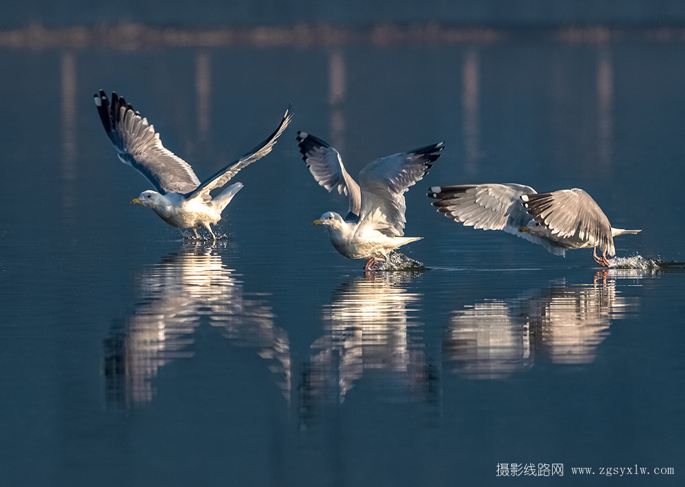 展翅欲飞