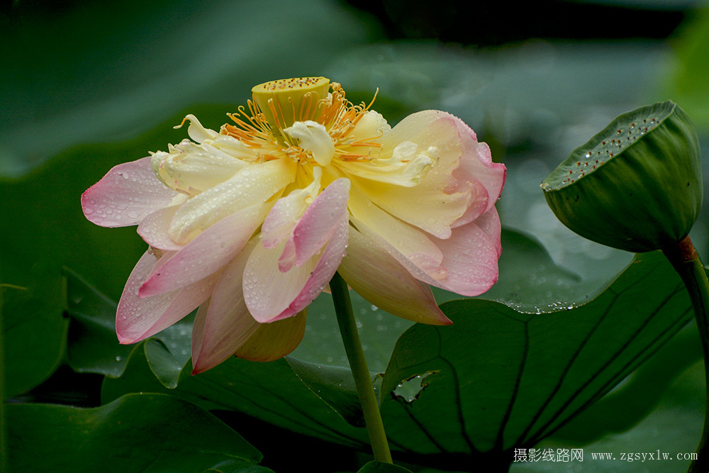 雨荷