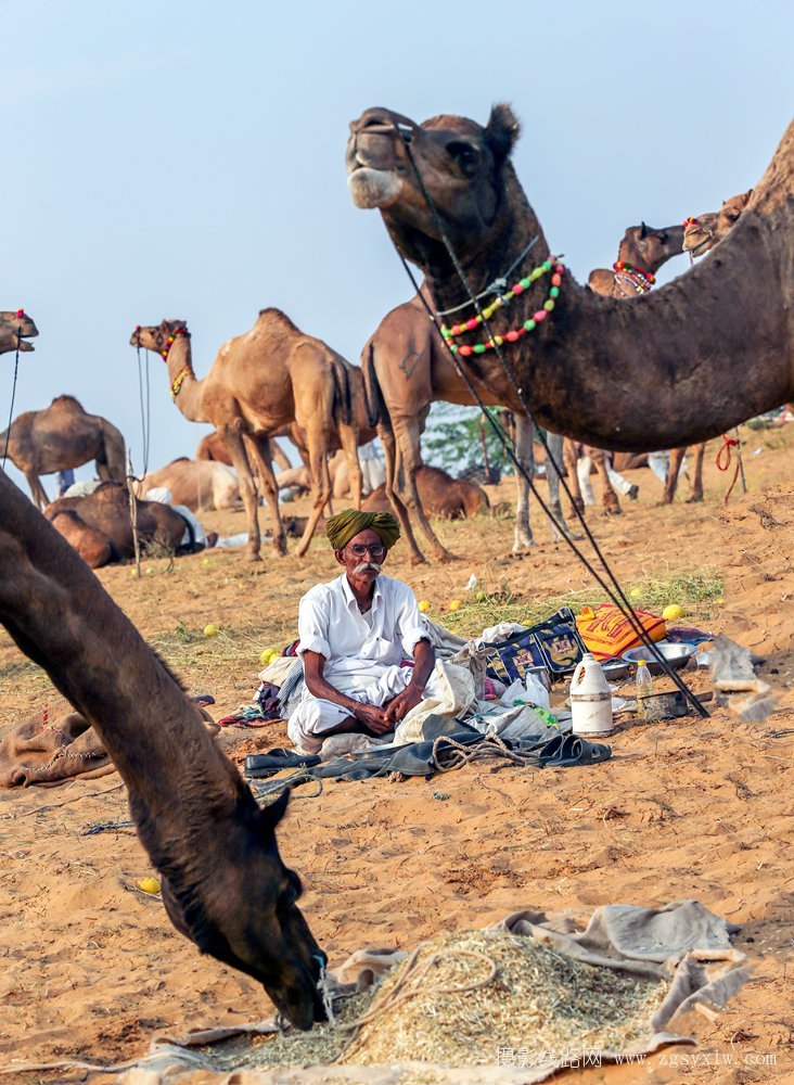骆驼交易市场