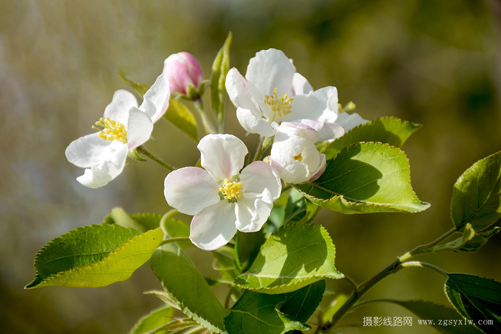 红紫夺夏藻，芬芳掩春蕙