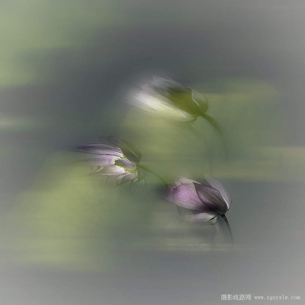 风中荷花