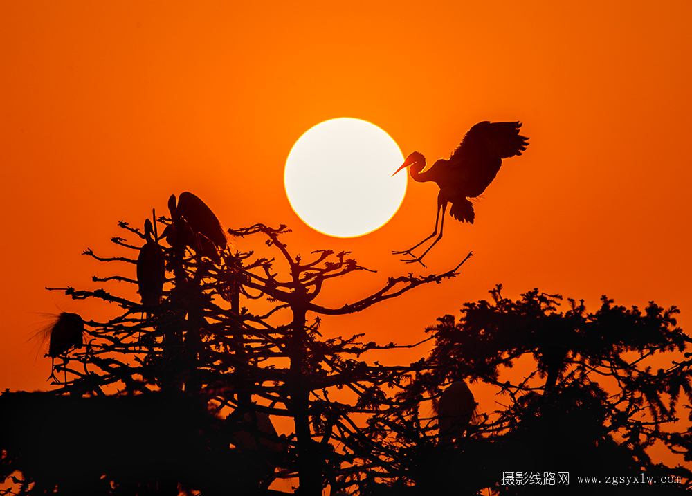 落日白鹭
