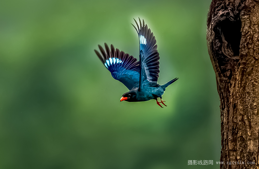 三宝鸟