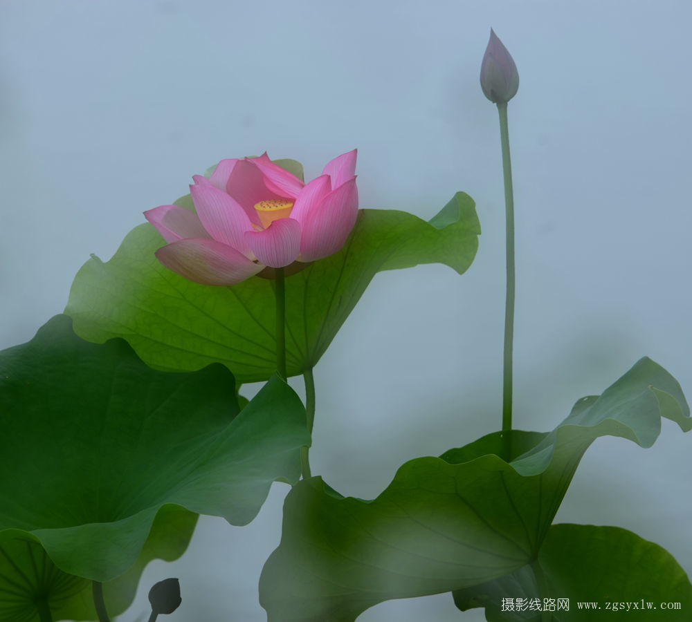 晨荷