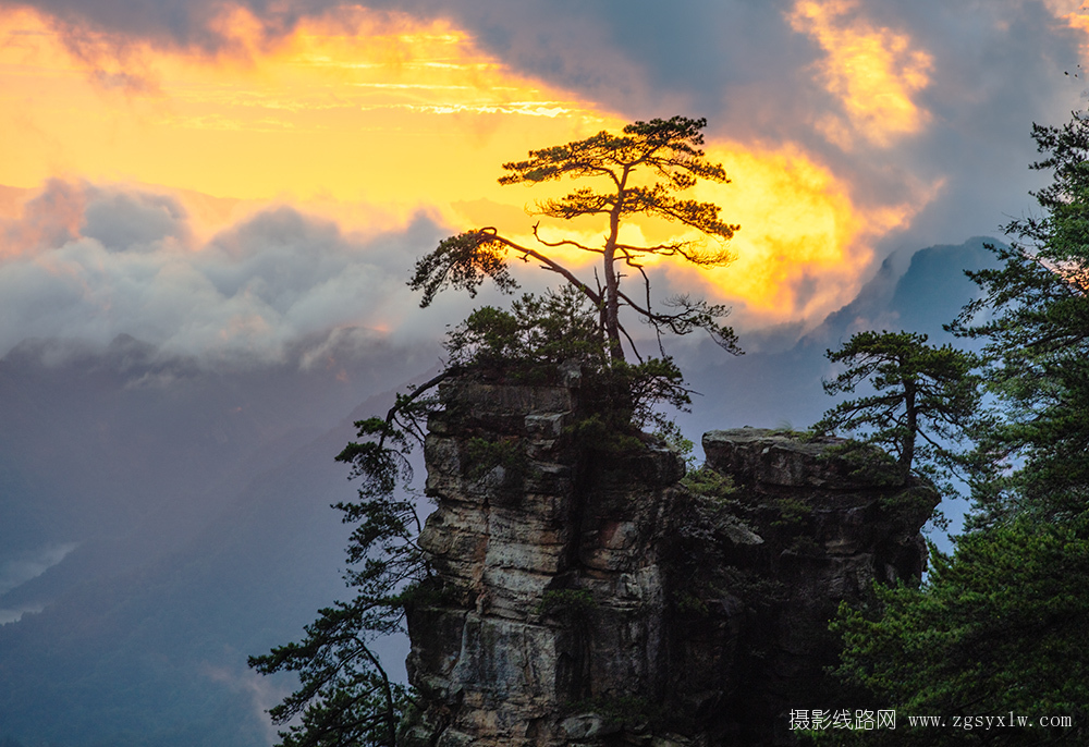 朝阳映崖松