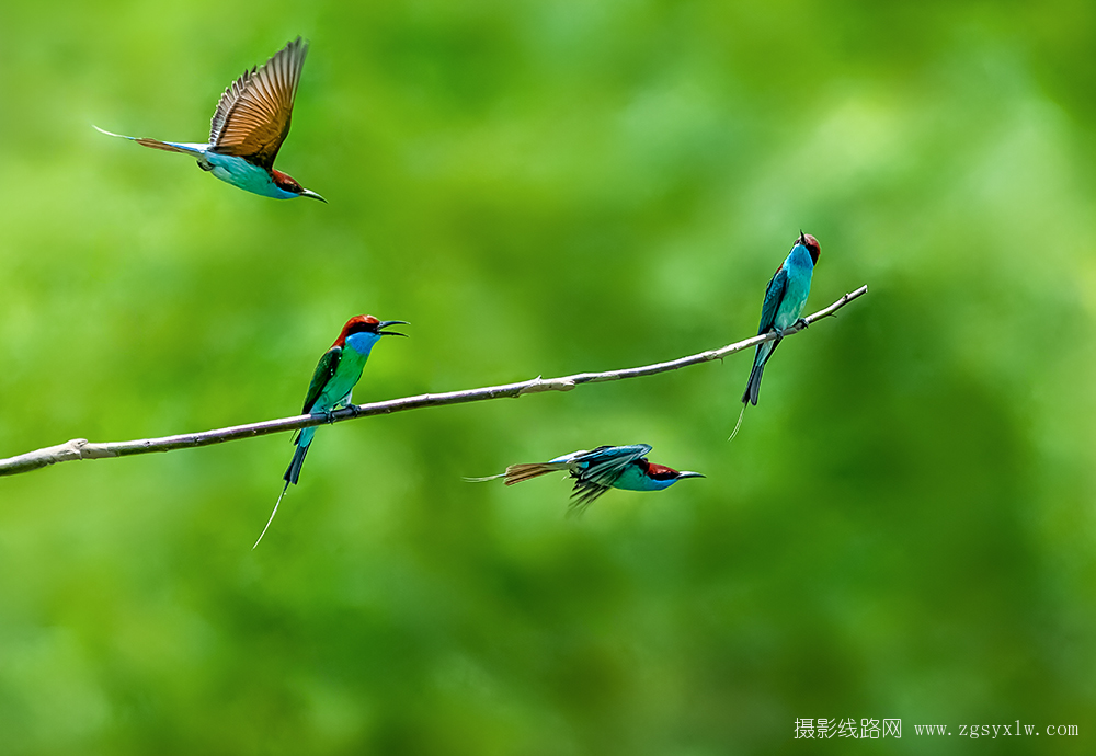 蓝喉蜂虎