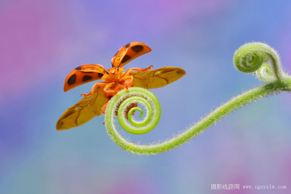 展翅飞