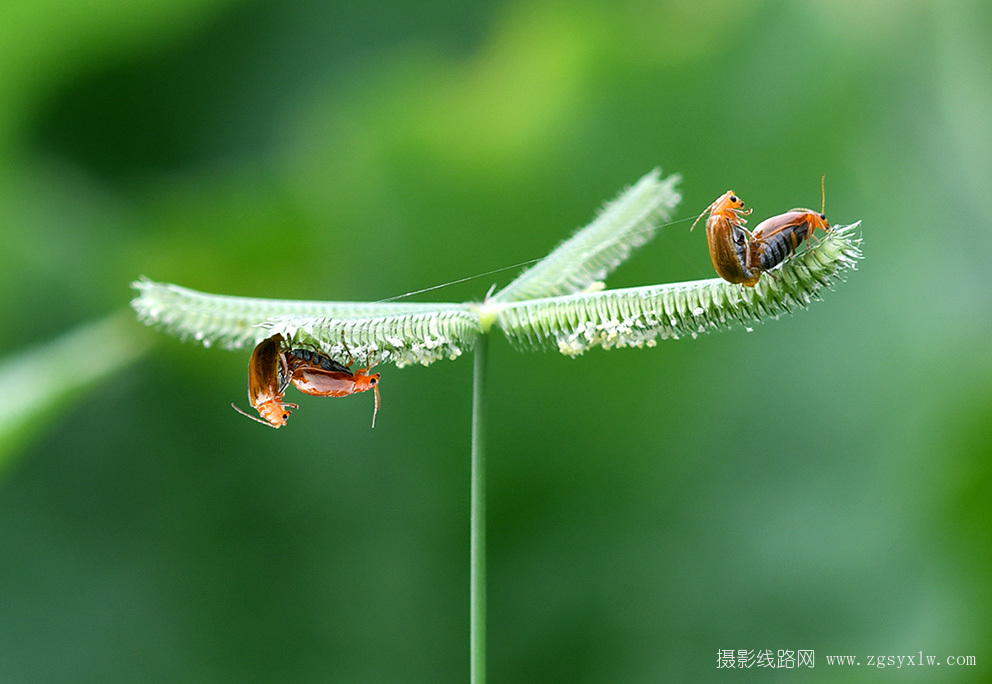 潇洒的虫儿