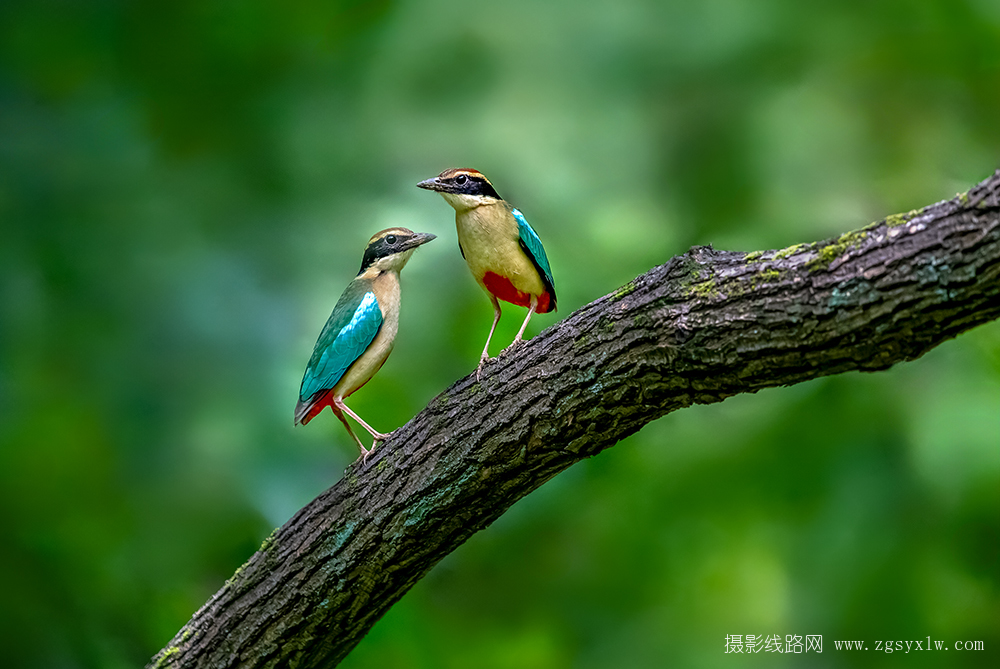 仙八色鸫