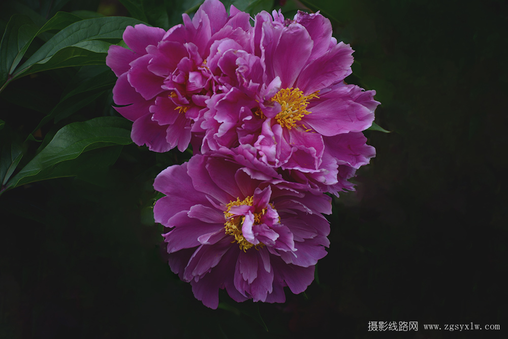 姹紫嫣红