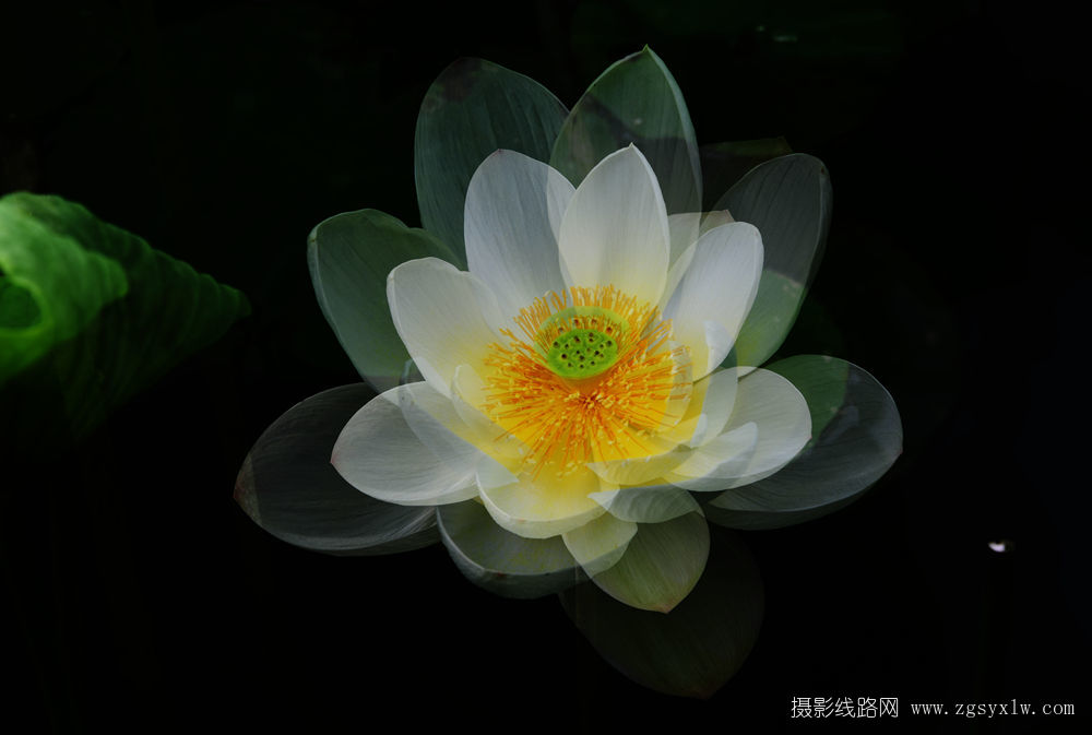 玉洁