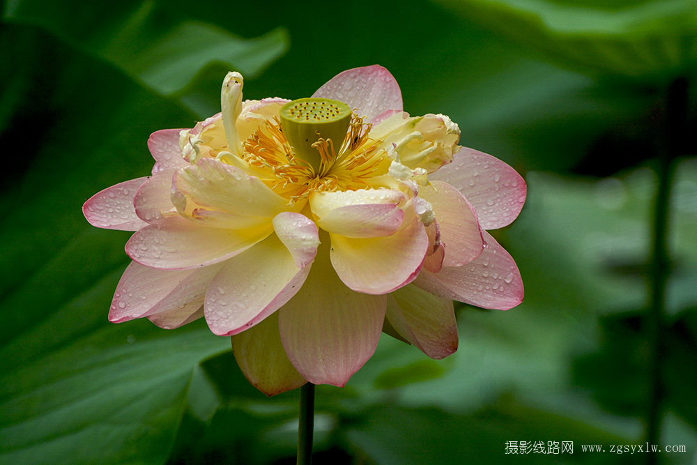 雨荷