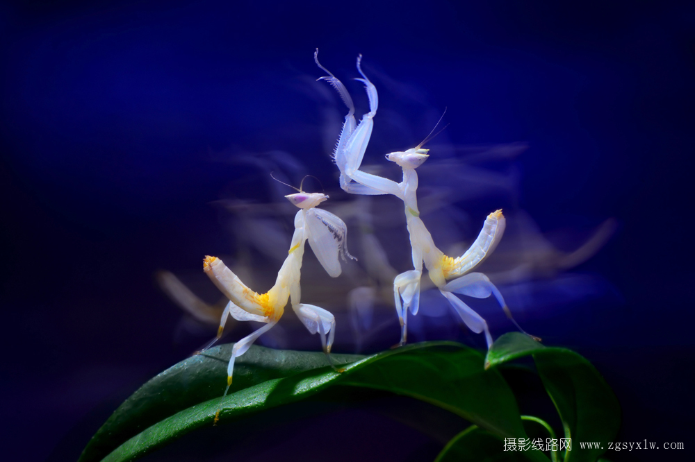 舞动的兰花