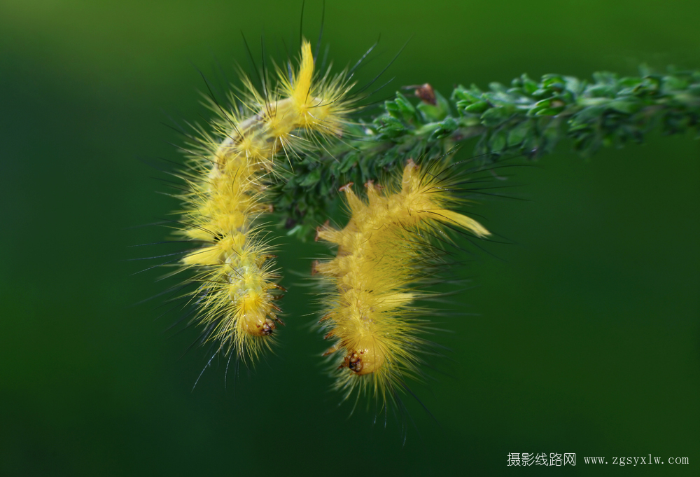 毛毛虫