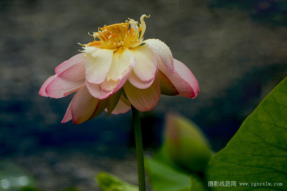 雨荷