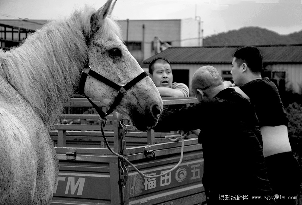 马市掠影
