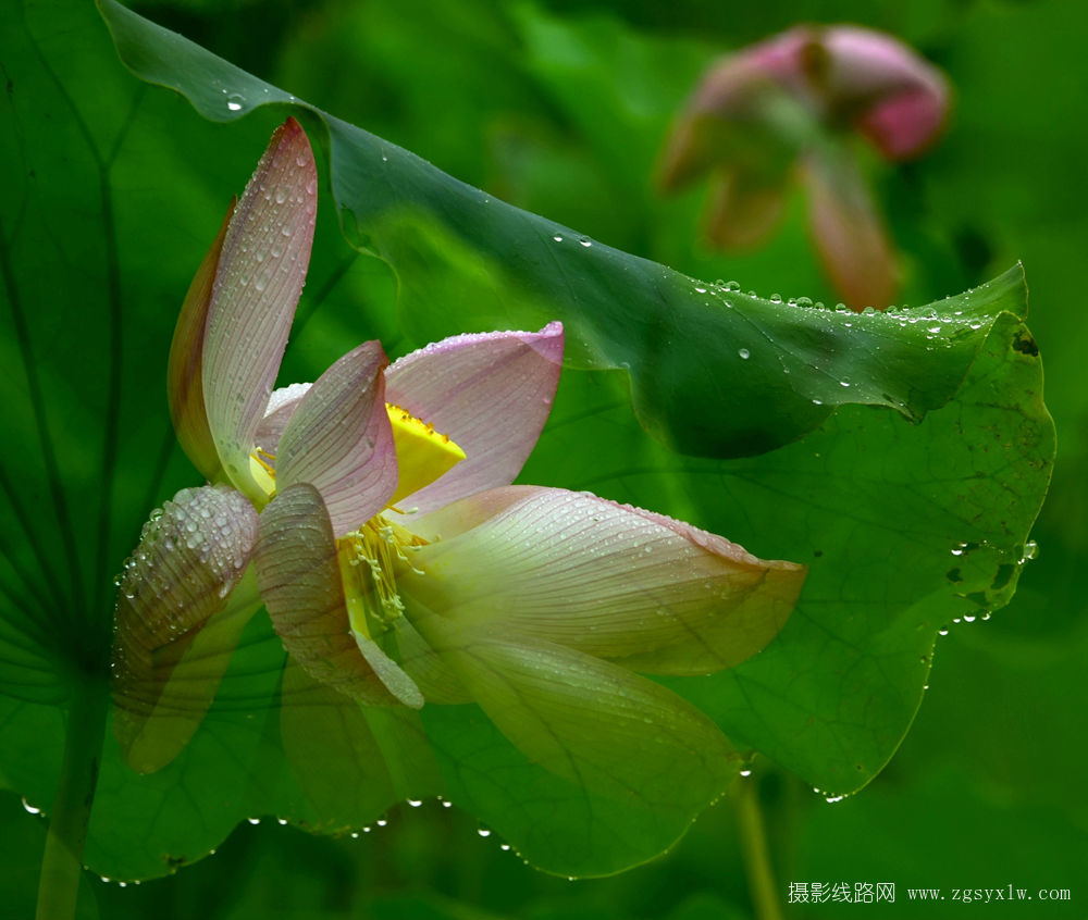雨润荷花