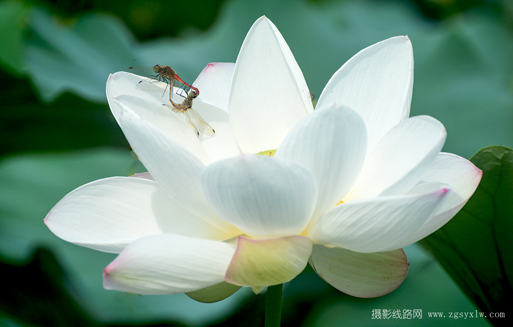 荷香引蜻蜓来