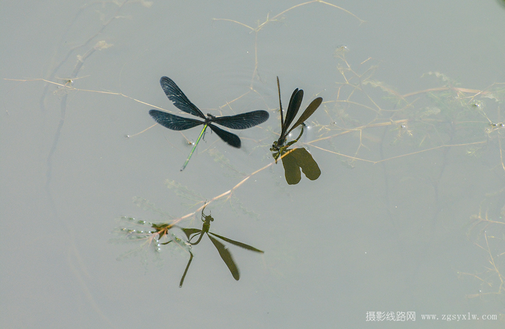 群飞乱舞