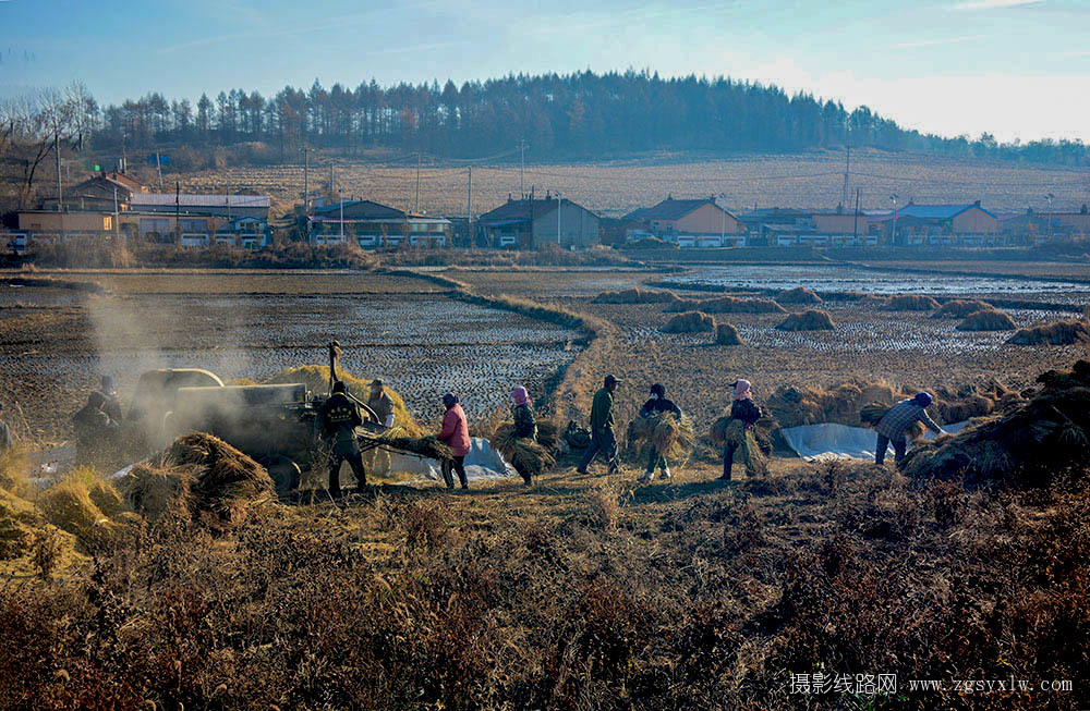 忙碌的打稻场