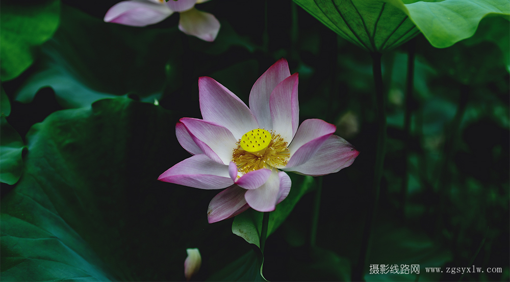 荷韵