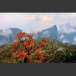 秋染天门山